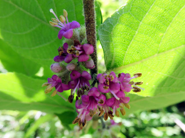 ムラサキシキブ ナナミノキ 他 当尾 とうの からの風の便り