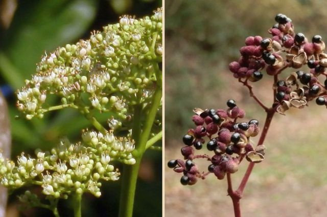 カラスザンショウ : 当尾（とうの）からの風の便り