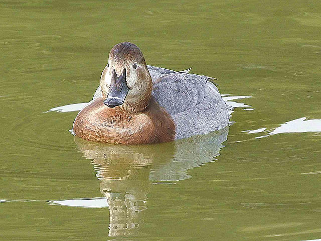 【yuu様用】鳥の頭骨　アオサギ・ウミネコ・カンムリカイツブリ yuu様用】鳥の頭骨 アオサギ・ウミネコ・カンムリカイツブリ