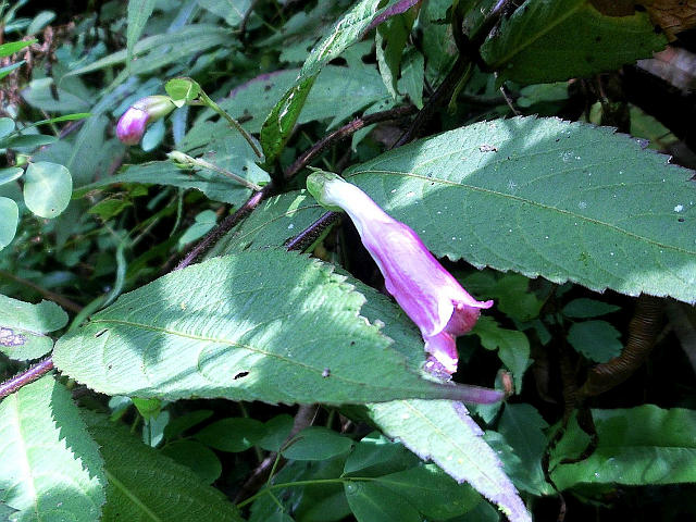 タニジャコウソウ ミカエリソウ 他 当尾 とうの からの風の便り タニジャコウソウ ミカエリソウ 他 当尾 とうの からの風の便り