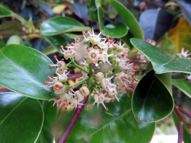 マルバアオダモ イヌシデ 他 当尾 とうの からの風の便り