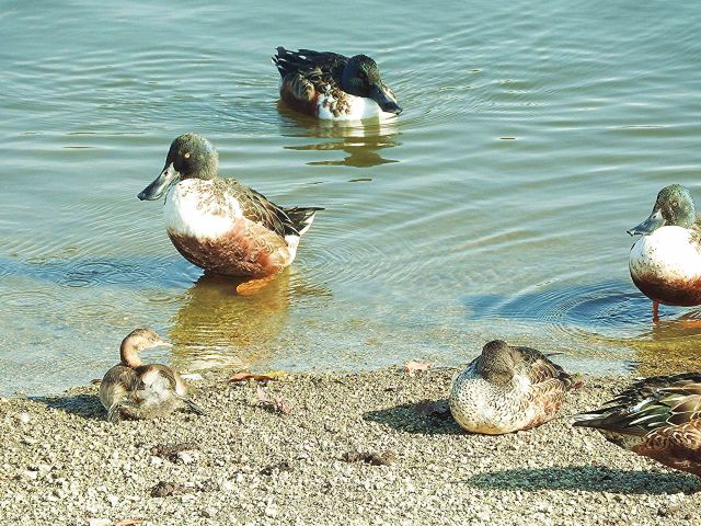 【yuu様用】鳥の頭骨　アオサギ・ウミネコ・カンムリカイツブリ yuu様用】鳥の頭骨 アオサギ・ウミネコ・カンムリカイツブリ