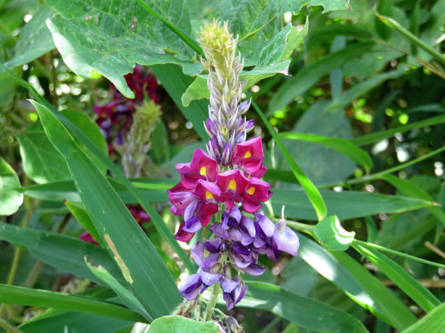 ツルニンジン ノダケ 他 当尾 とうの からの風の便り