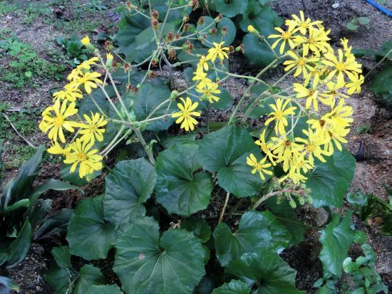 ツワブキ キリ サザンカ と ツバキ 他 当尾 とうの からの風の便り ツワブキ キリ サザンカ と ツバキ 他 当尾 とうの からの風の便り