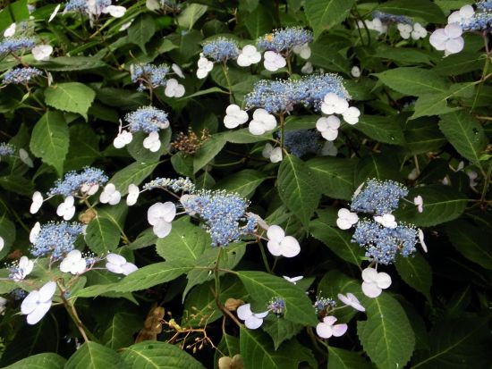 ヤマアジサイ コアジサイ 当尾 とうの からの風の便り