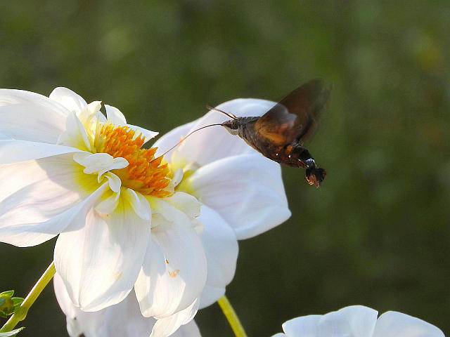 ホシホウジャク 他 当尾 とうの からの風の便り ホシホウジャク 他 当尾 とうの からの風の便り