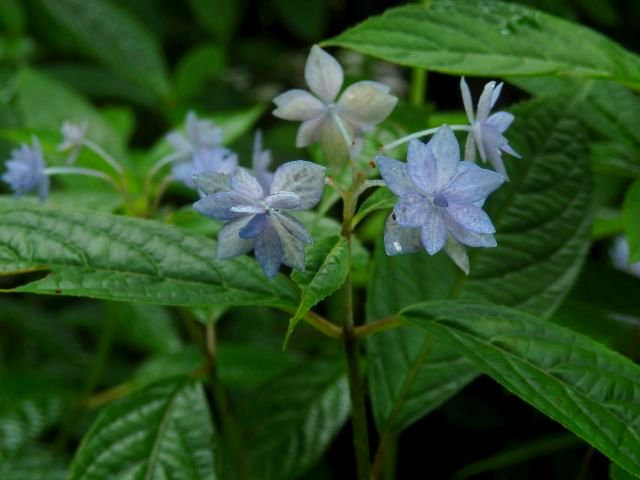 シチダンカ と アジサイの仲間たち 当尾 とうの からの風の便り