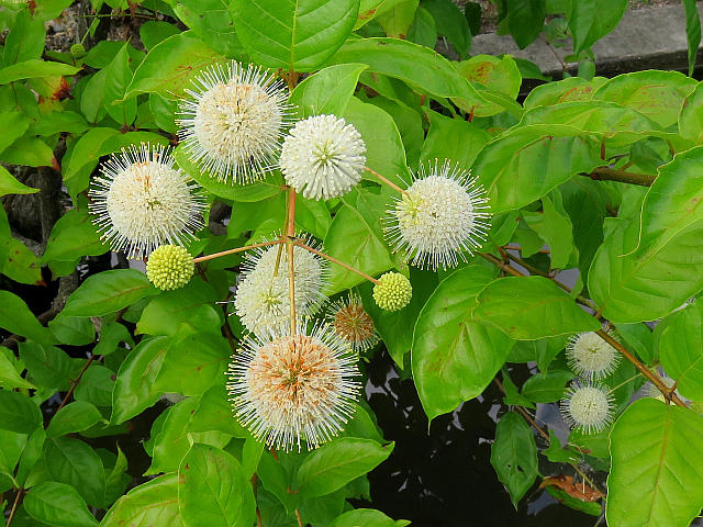 タニワタリノキ　コケ順いいです タニワタリノキ コケ順いいです 咲かなかった「谷渡りの木