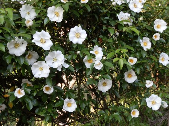 ナニワイバラ ノイバラ 当尾 とうの からの風の便り ナニワイバラ ノイバラ 当尾 とうの からの風の便り