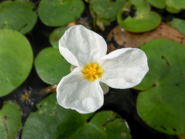 水草 トチカガミ ミズアオイ 他 当尾 とうの からの風の便り 水草 トチカガミ ミズアオイ 他 当尾 とうの からの風の便り