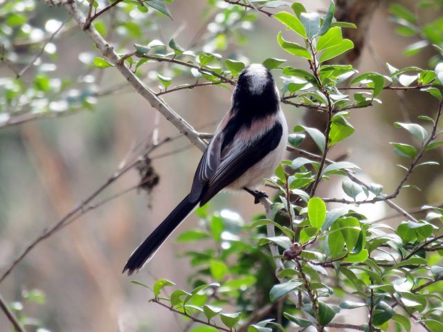 エナガ ヤマガラ 他 当尾 とうの からの風の便り