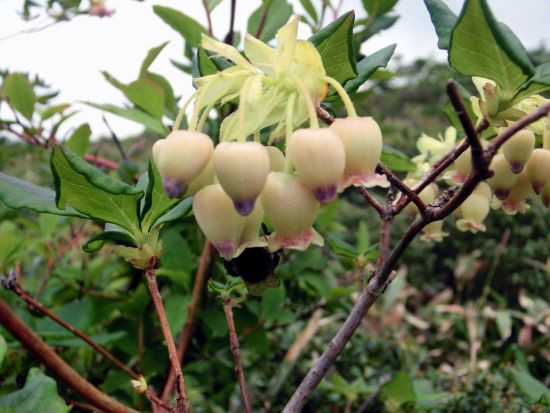ウラジロヨウラク 他 赤兎山で出会った花たち 当尾 とうの からの風の便り ウラジロヨウラク 他 赤兎山で出会った花たち 当尾 とうの からの風の便り