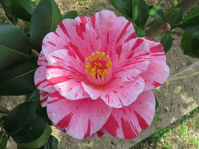 特別版 いろいろな椿 当尾 とうの からの風の便り 特別版 いろいろな椿 当尾 とうの からの風の便り