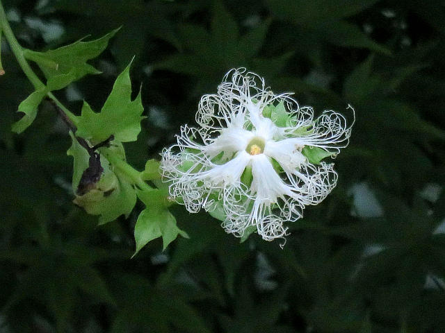 カラスウリ アメリカオニアザミ 他 当尾 とうの からの風の便り