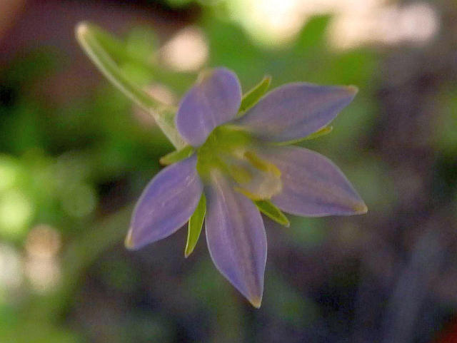 ダンダンギキョウ ワルナスビ 他 当尾 とうの からの風の便り