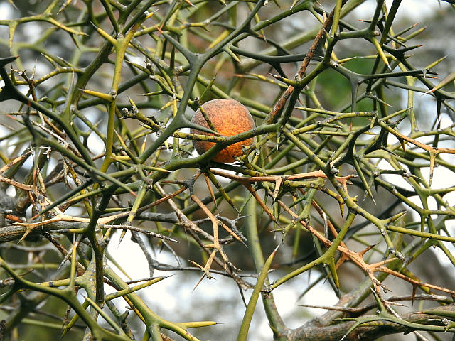 カラタチ実 宿り木2種 他 当尾 とうの からの風の便り