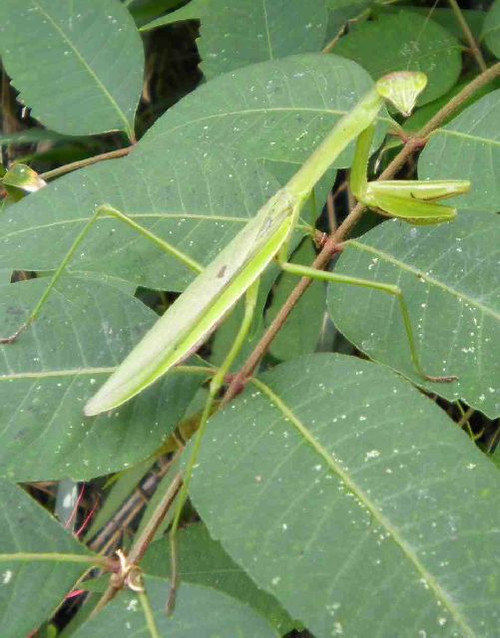 Kamakiri01 Kamakiri01