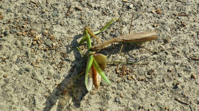 Kamakiri07 Kamakiri07