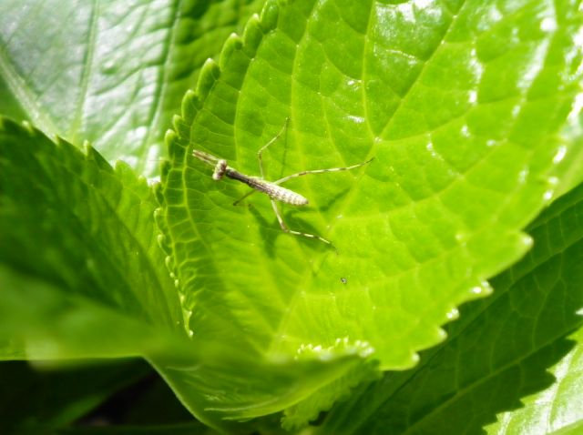 Kamakiri11 Kamakiri11