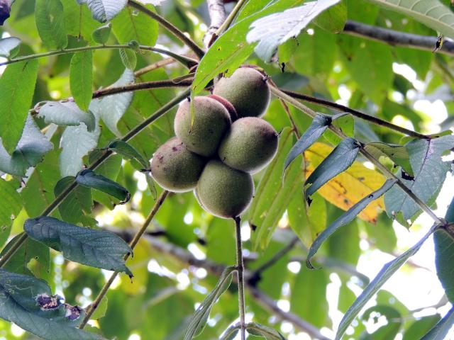 樹木の果実 アオモジ トチ イチョウ 他 当尾 とうの からの風の便り