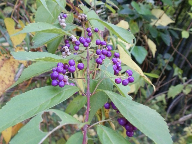 ヤブムラサキ 実 ムラサキシキブ 実 当尾 とうの からの風の便り