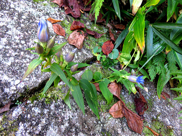 リンドウ 冬の訪れ 当尾 とうの からの風の便り