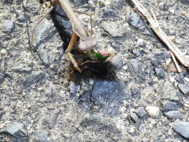 Kamakiri04_4 Kamakiri04_4