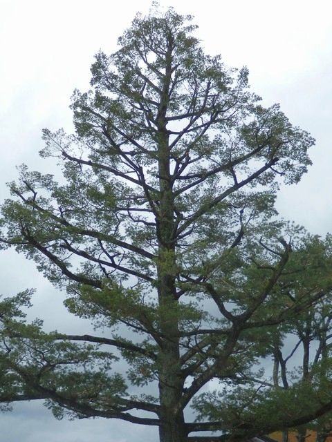 トガサワラ 当尾 とうの からの風の便り