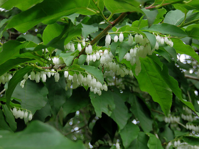 ナナミノキ ナギ 他 当尾 とうの からの風の便り