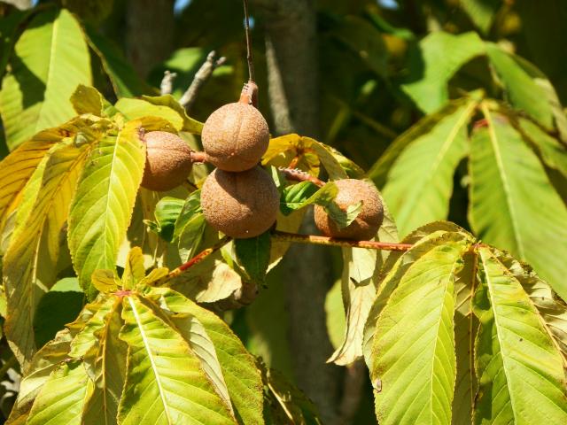 樹木の果実 アオモジ トチ イチョウ 他 当尾 とうの からの風の便り