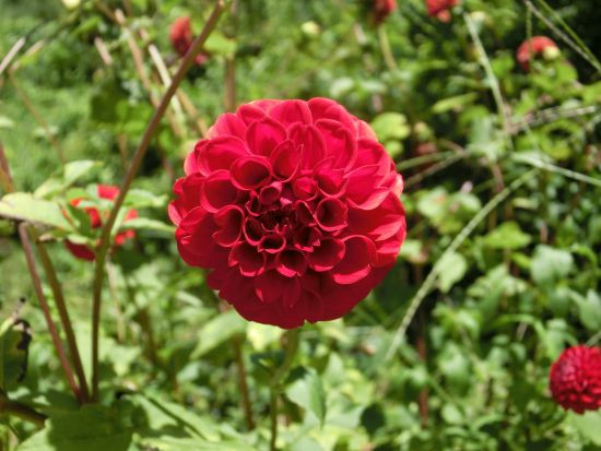 懐かしの夏の花 ヒマワリ ヒツジグサ 他 当尾 とうの からの風の便り 懐かしの夏の花 ヒマワリ ヒツジグサ 他 当尾 とうの からの風の便り