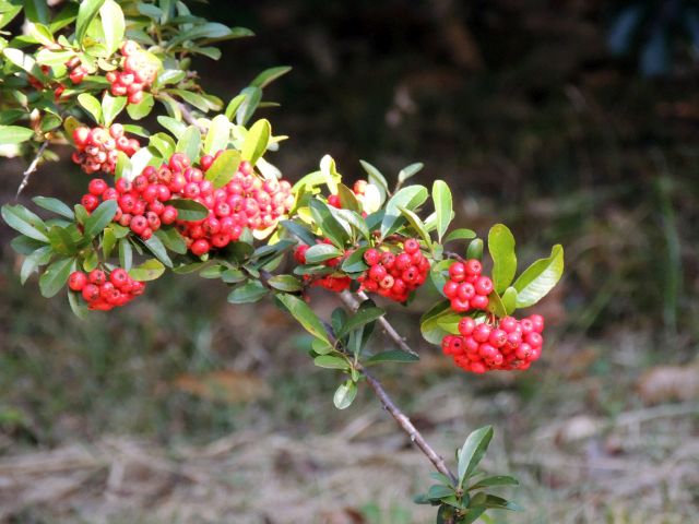 トキワサンザシ実 サカキ実 他 当尾 とうの からの風の便り