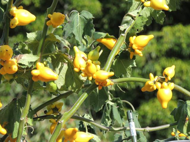 いろいろな果実たち 草本編 当尾 とうの からの風の便り