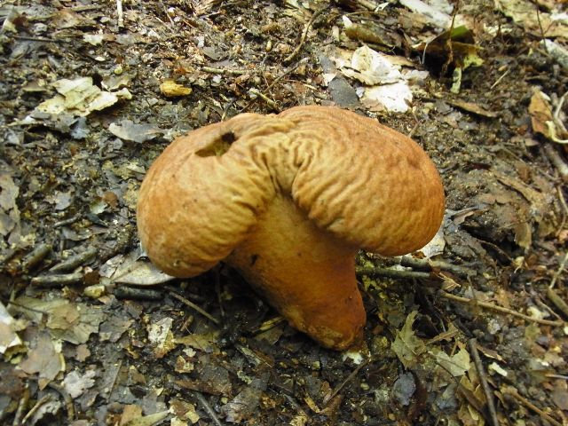 当尾 山 の秋 季節を知らせる植物たち 当尾 とうの からの風の便り