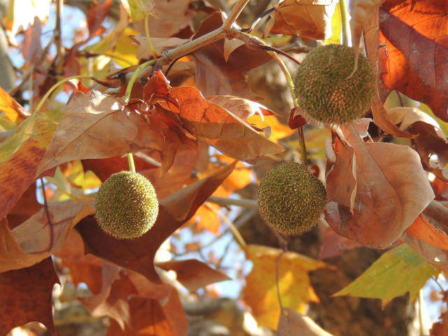 platanus