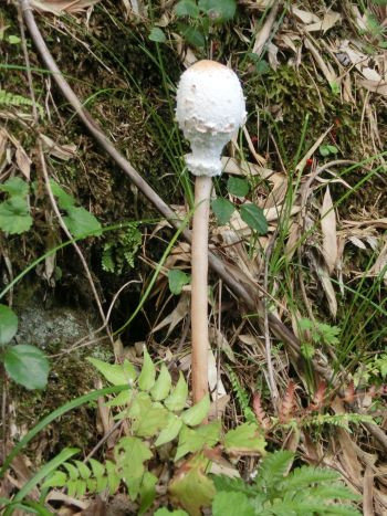 きのこ 楽天市場】amabro MUSHROOM STONE -Petrified Wood- オブジェ