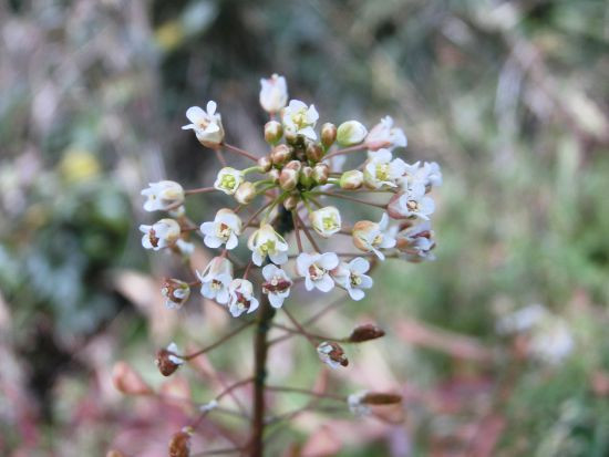 晩冬の路傍の植物 アレチマツヨイグサ シロヤブケマン 他 当尾 とうの からの風の便り 晩冬の路傍の植物 アレチマツヨイグサ シロヤブケマン 他 当尾 とうの からの風の便り