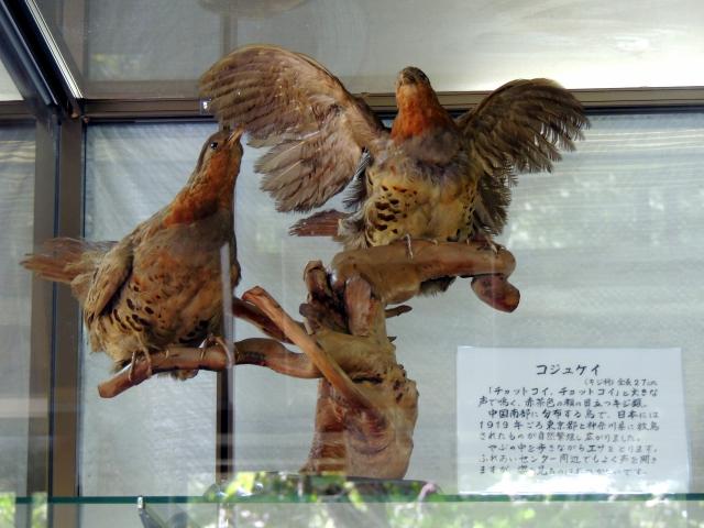 コジュケイ 当尾 とうの からの風の便り コジュケイ 当尾 とうの からの風の便り
