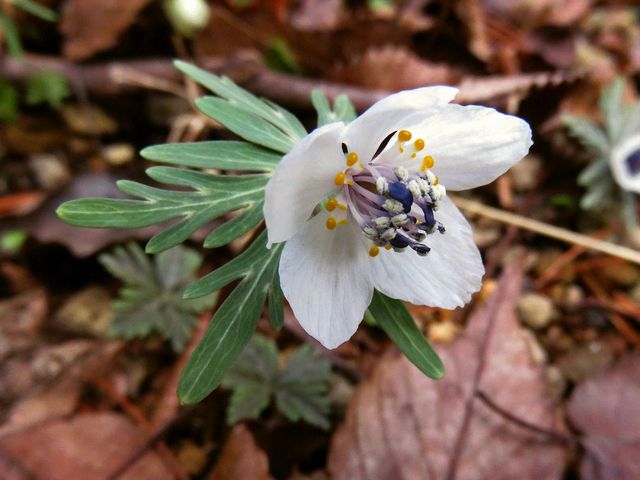 セツブンソウ フクジュソウ 他 当尾 とうの からの風の便り