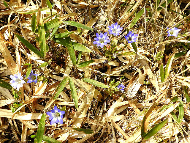 ハルリンドウ コケリンドウ 他 当尾 とうの からの風の便り