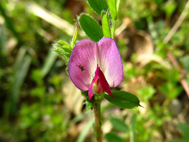 カラスノエンドウ 白花タンポポ 他 当尾 とうの からの風の便り