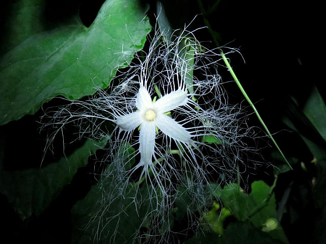 カラスウリ アメリカオニアザミ 他 当尾 とうの からの風の便り