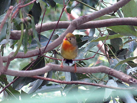ソウシチョウ 再び 秋の生駒で鳥見 当尾 とうの からの風の便り
