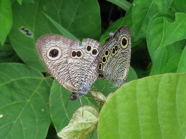 hime_uranami_janome01