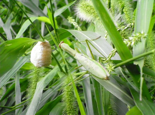 Kamakiri08 Kamakiri08