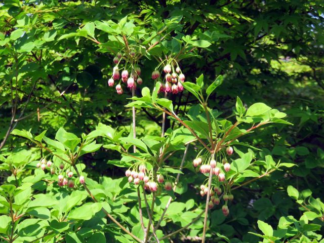 サラサドウダン ニシキギ 他 当尾 とうの からの風の便り