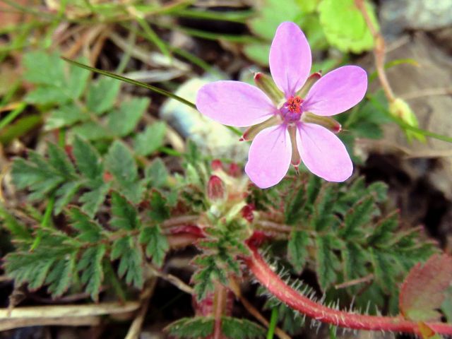 オランダフウロ ノヂシャ 他 当尾 とうの からの風の便り