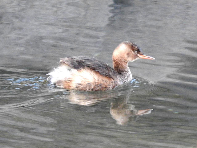 カイツブリ、カンムリカイツブリ 他 : 当尾（とうの）からの風の便り