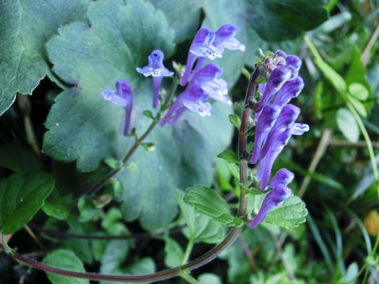 返り花 葉見ず花見ず 和綿と洋綿 当尾 とうの からの風の便り