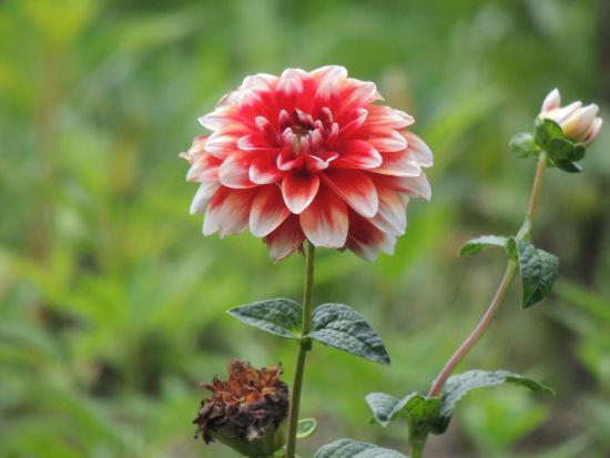 懐かしの夏の花 ヒマワリ ヒツジグサ 他 当尾 とうの からの風の便り